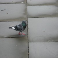Feral Pigeon